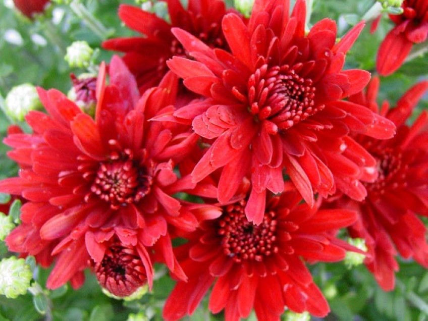 Potted: Chrysanthemum 'Accolade'