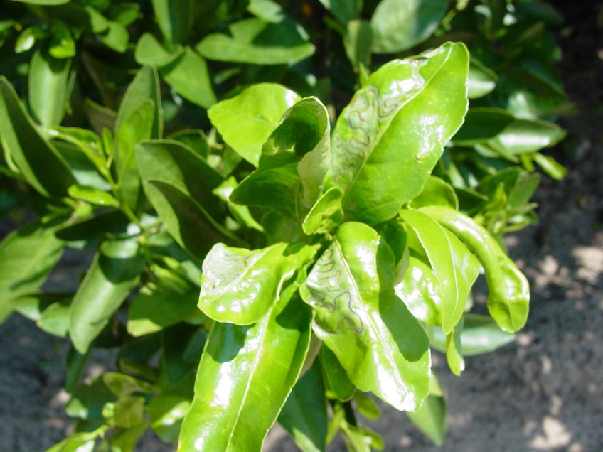 Bug Watch: Citrus leaf miner