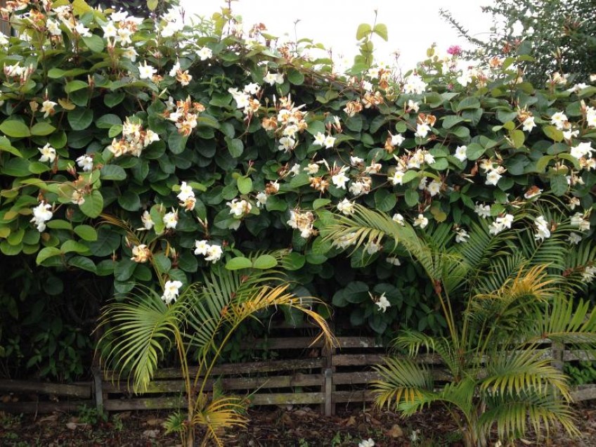 Climbing Frangipani