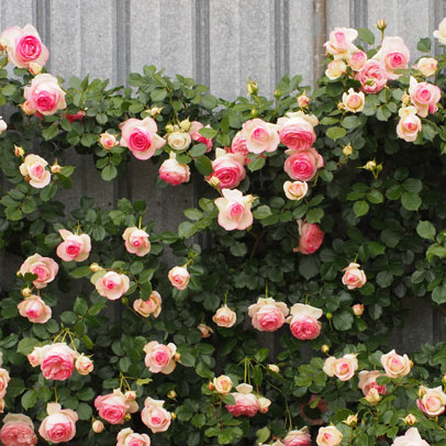 How to: prune climbing roses