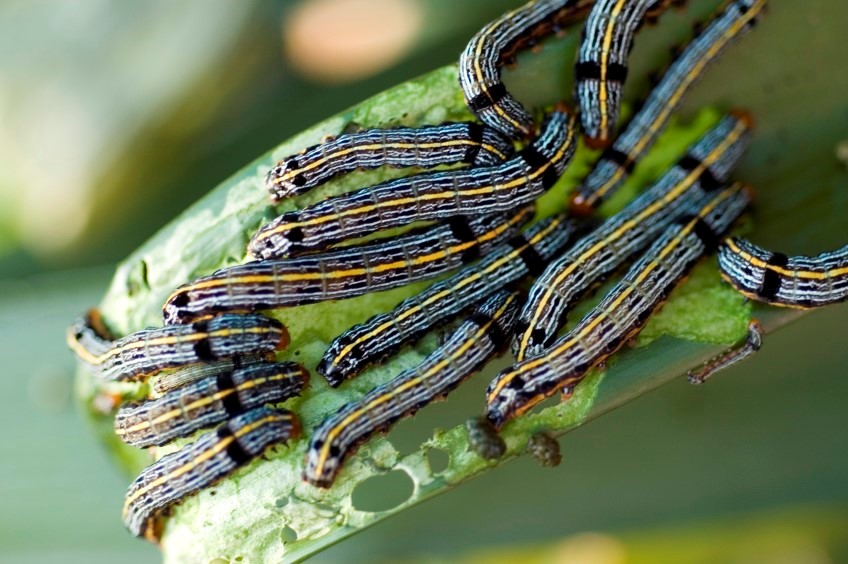 Bug watch: Lily caterpillar
