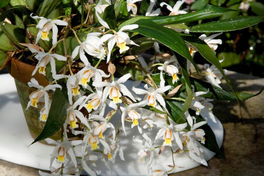 Necklace orchid, Coelogyne