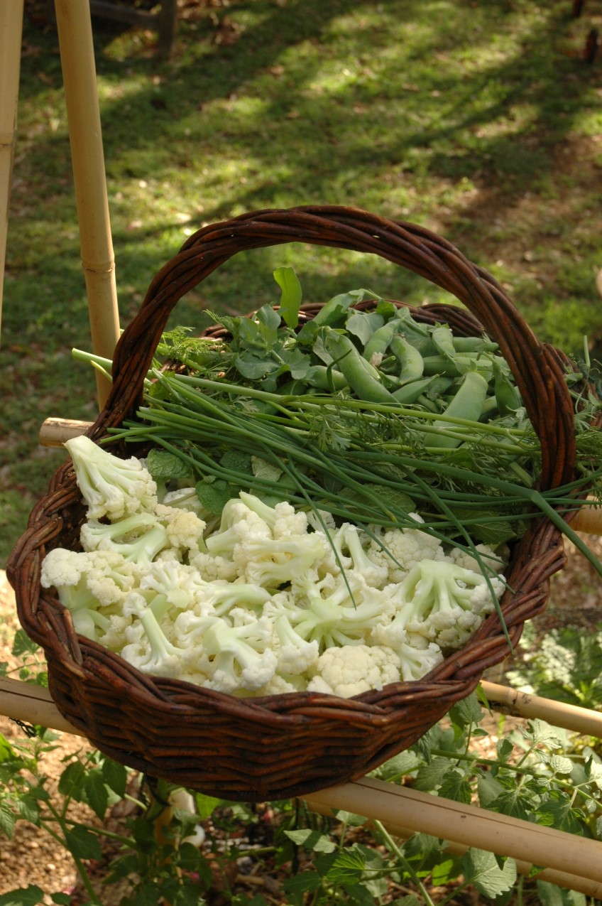 Winter Veggie Patch