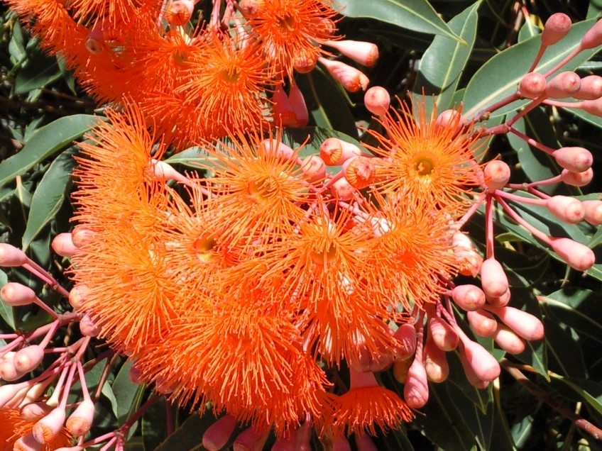 Flowering Gum 'Baby Orange'