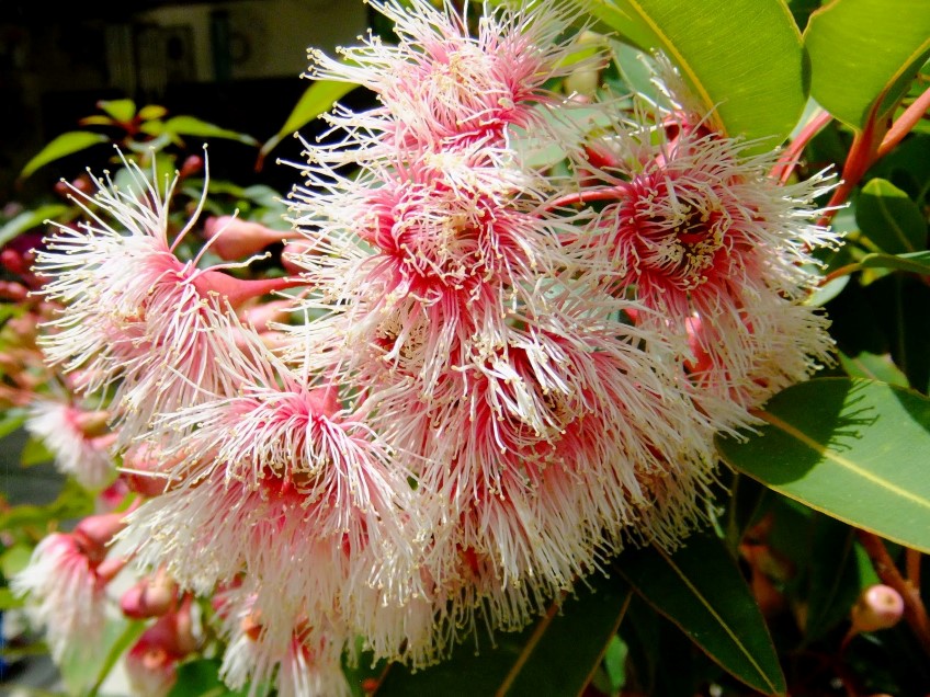 'Fairy Floss' Flowering Gum