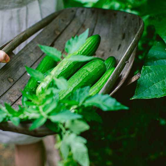 Cucumbers