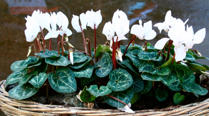 Potted: Cyclamen