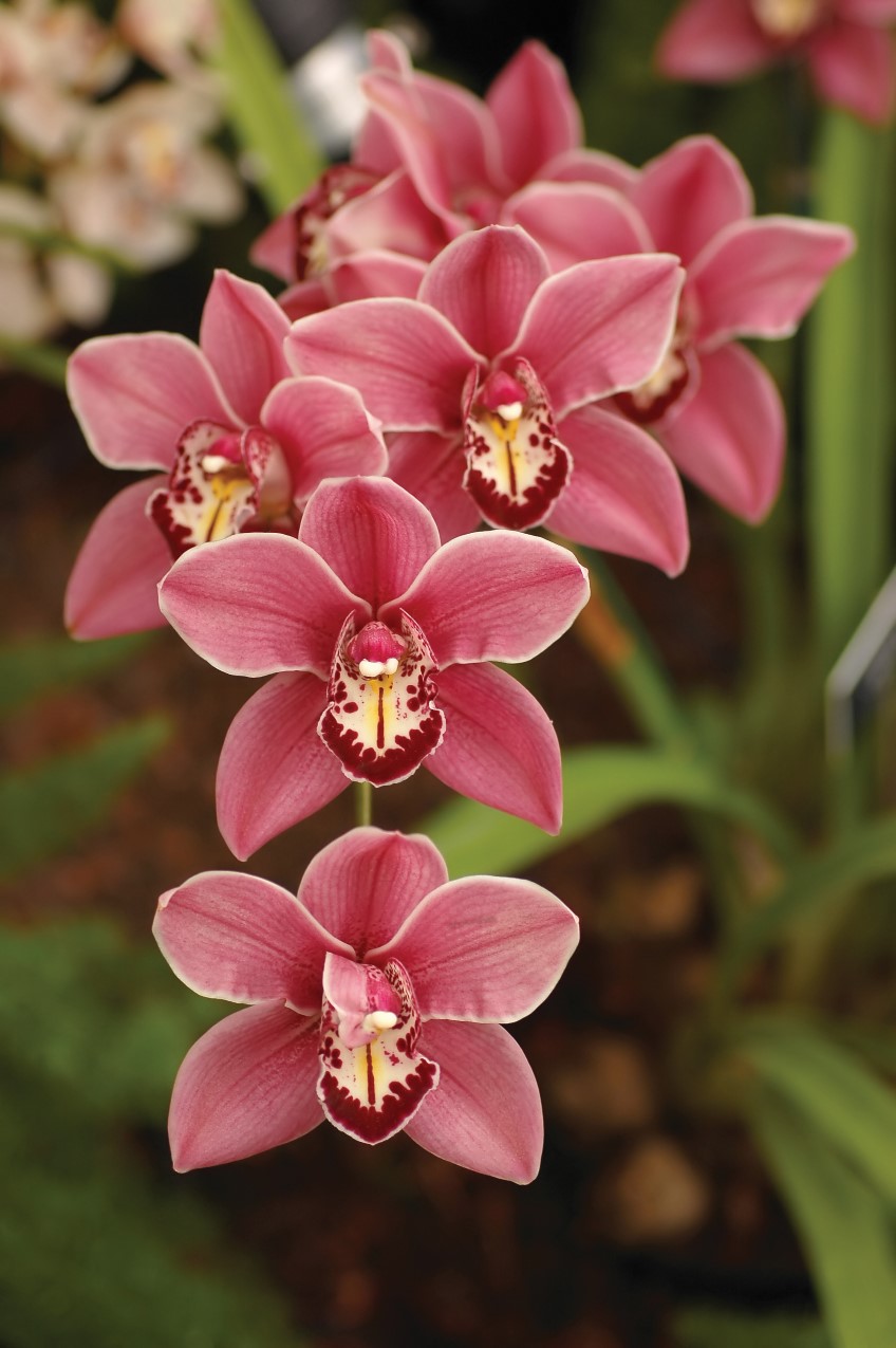 Cymbidium orchids