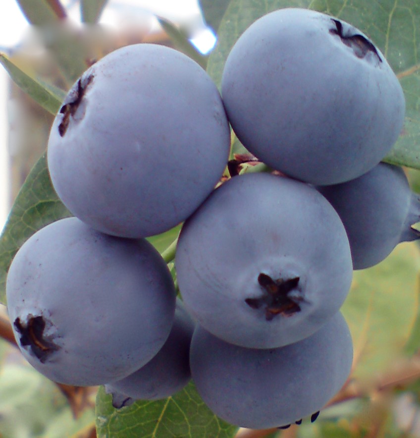 Potted: Blueberry Burst