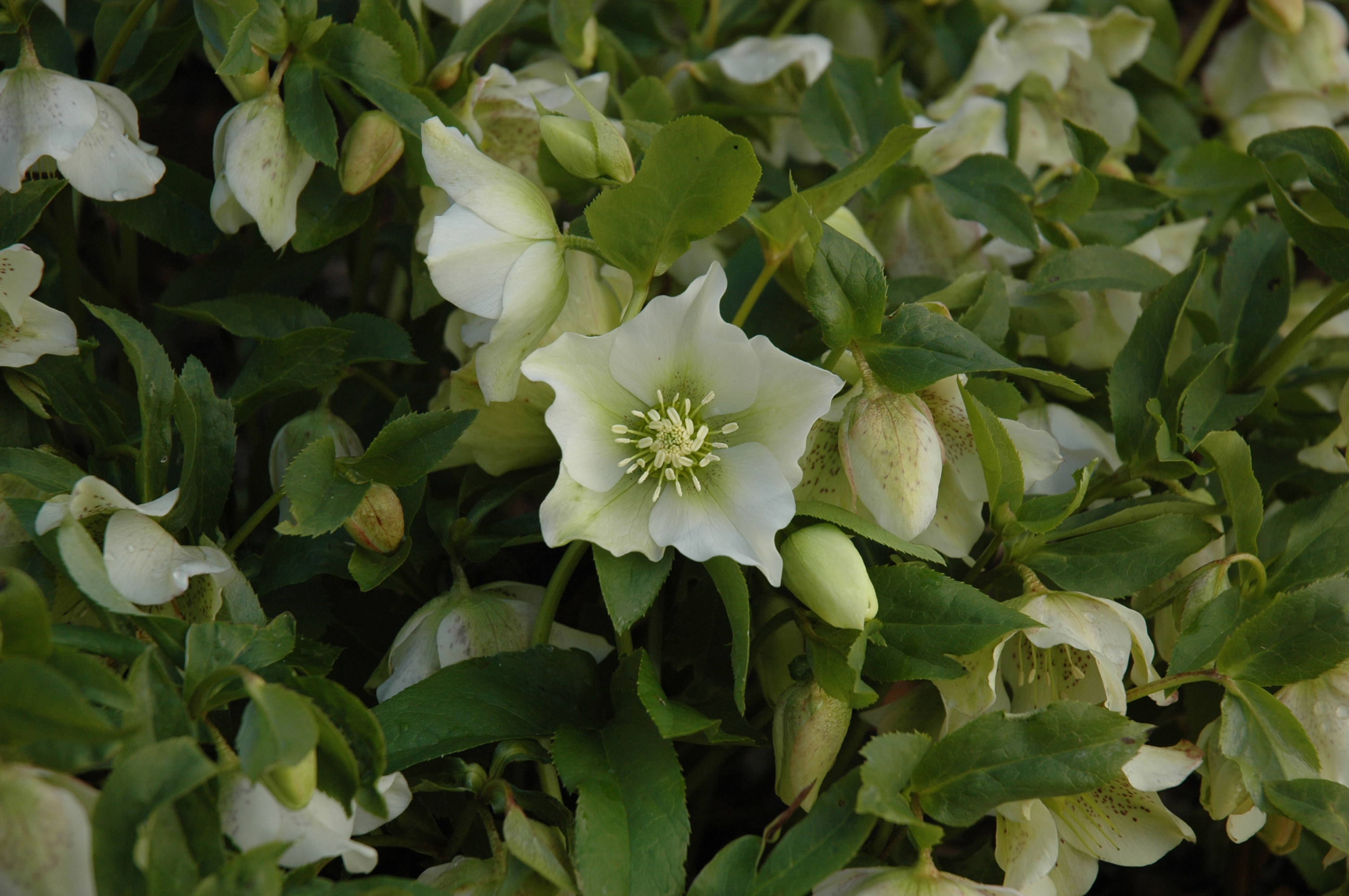 Hellebores, the Winter Rose