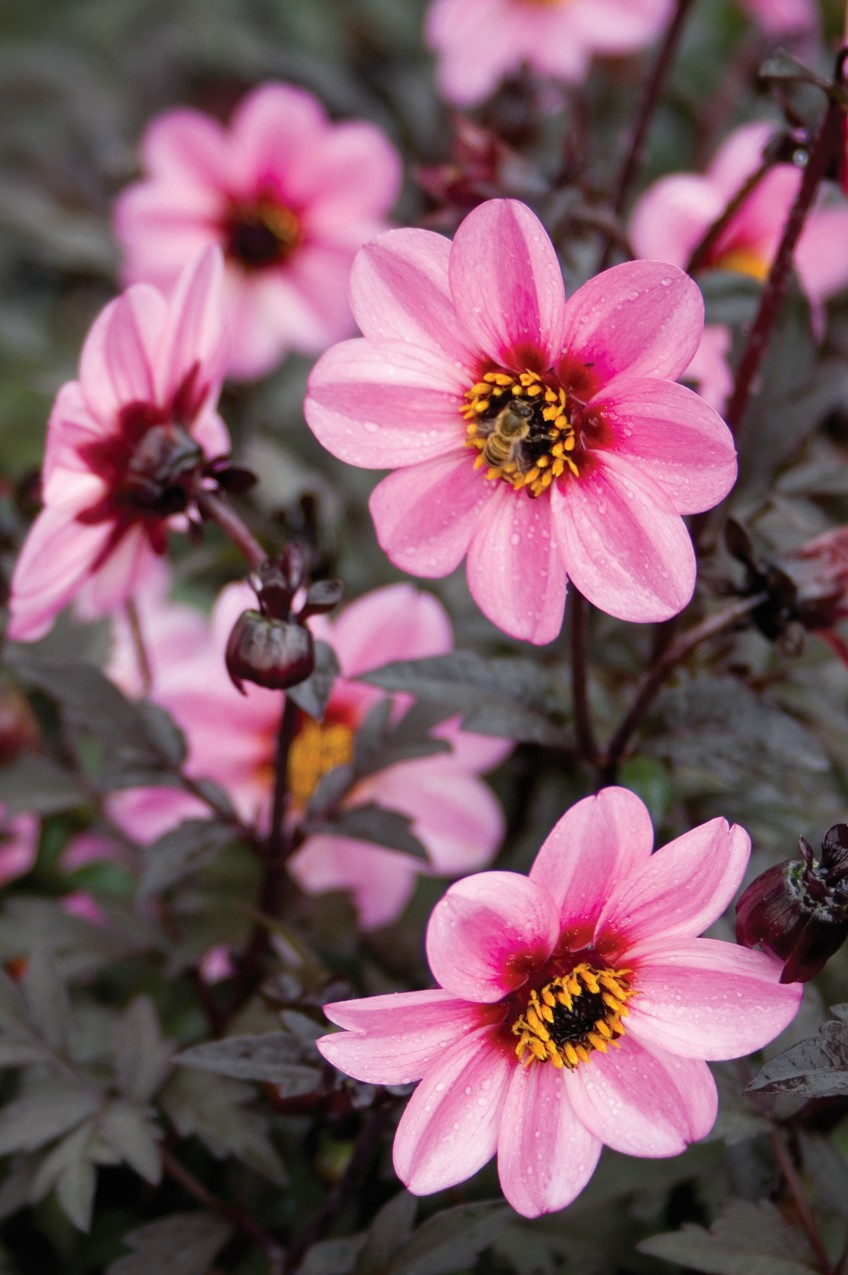 Potted: Dahlia