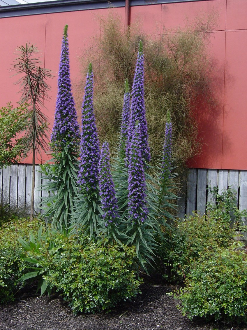 Echium, Pride of Madeira