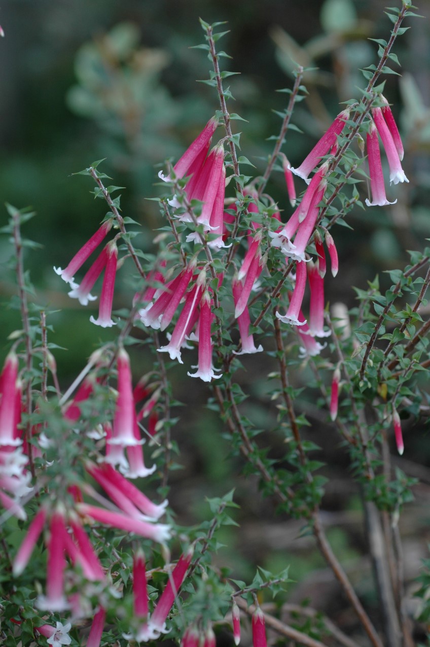 Fuchsia heath (Epacris longiflora)