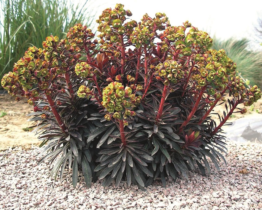 Euphorbia 'Black Bird'