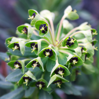 Know your: Euphorbia