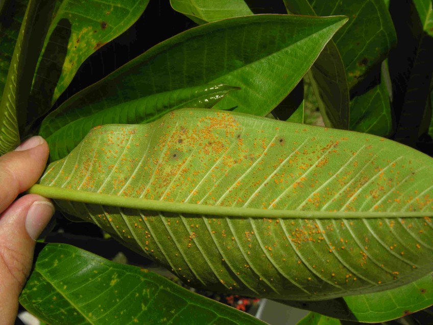 Bug Watch: Frangipani rust