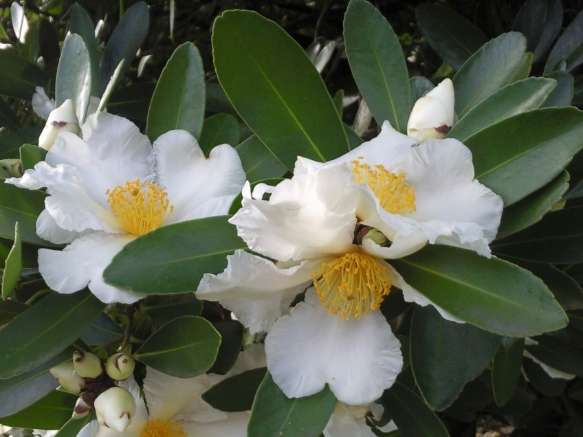 Fried Egg Tree, Gordonia