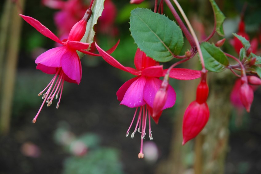 Potted: Fuchsia