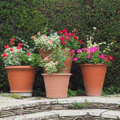 How to: fix geraniums