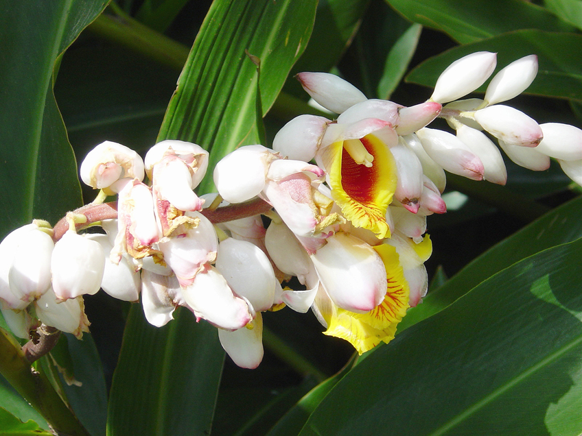 Shell Ginger, Alpinia zerumbet