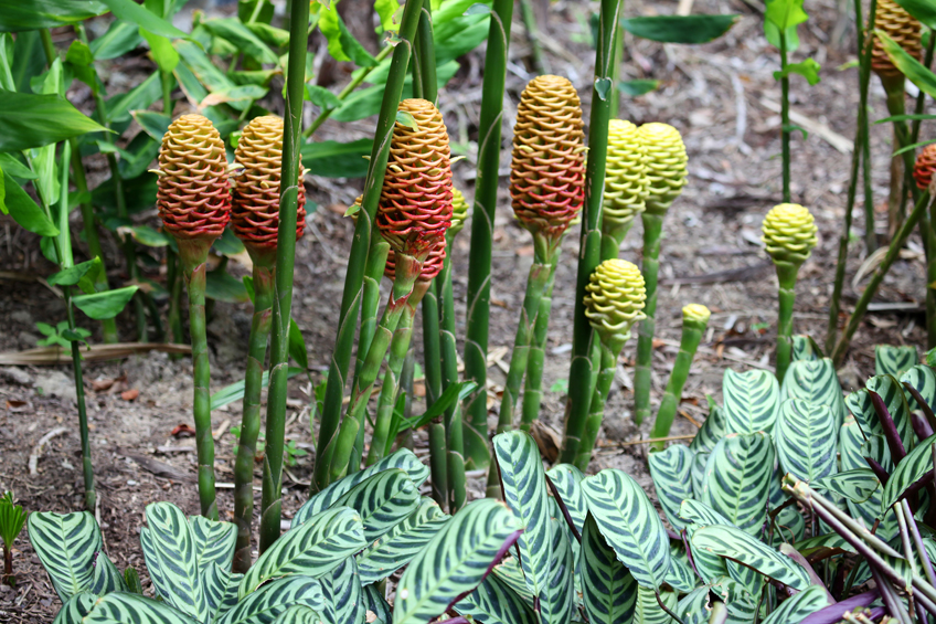 16+ Ginger Plant Picture