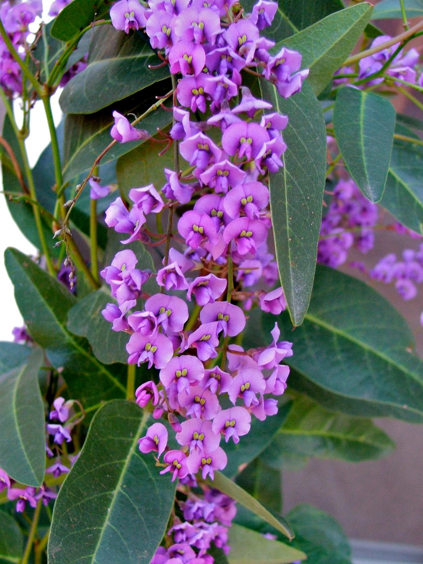 Happy Wanderer, Hardenbergia