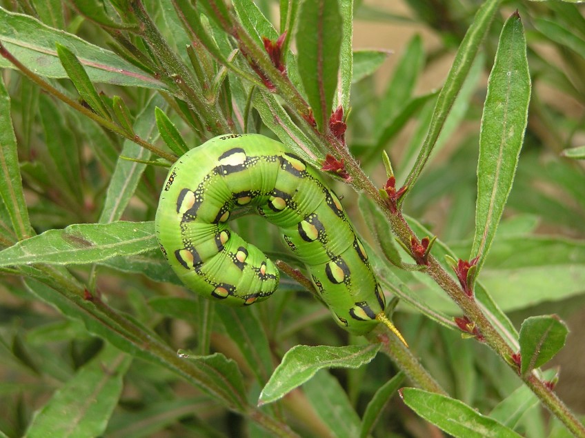 Bug watch: Hawk moth caterpillar