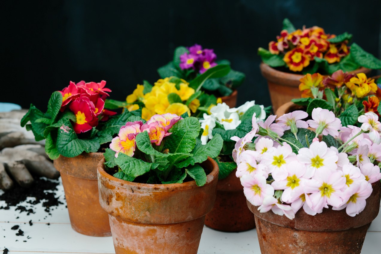 Polyanthus and Primula