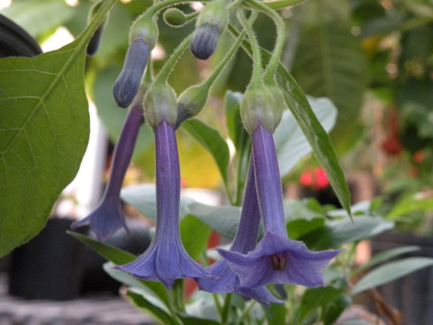 Iochroma grandiflorum