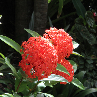 In The Subtropical Garden: February