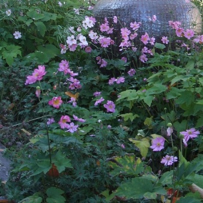 Japanese Windflower