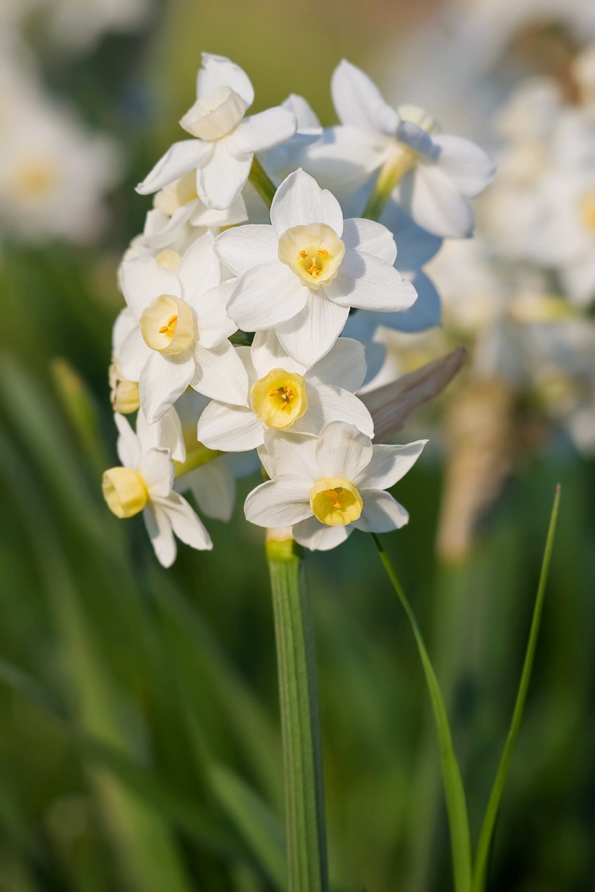 Jonquils