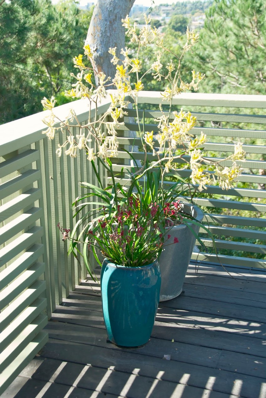 Potted: Kangaroo Paw