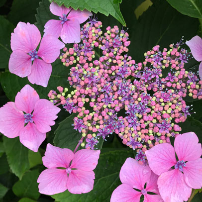 Know your hydrangeas