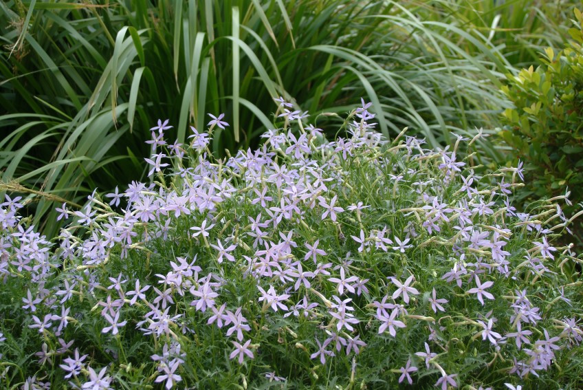 Laurentia 'Pink Star'