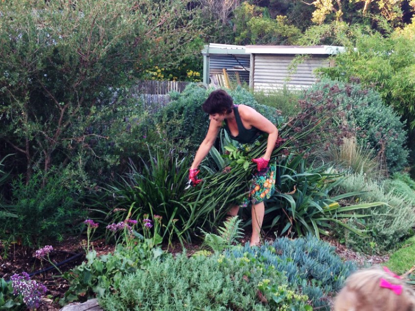 Linda Ross cutting kangaroo paw