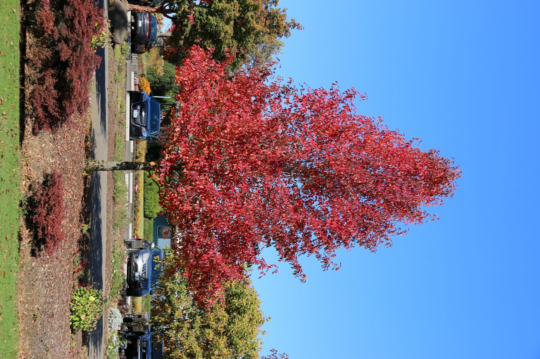 Avenue of Trees