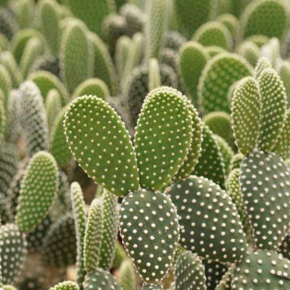 Know your: cactus