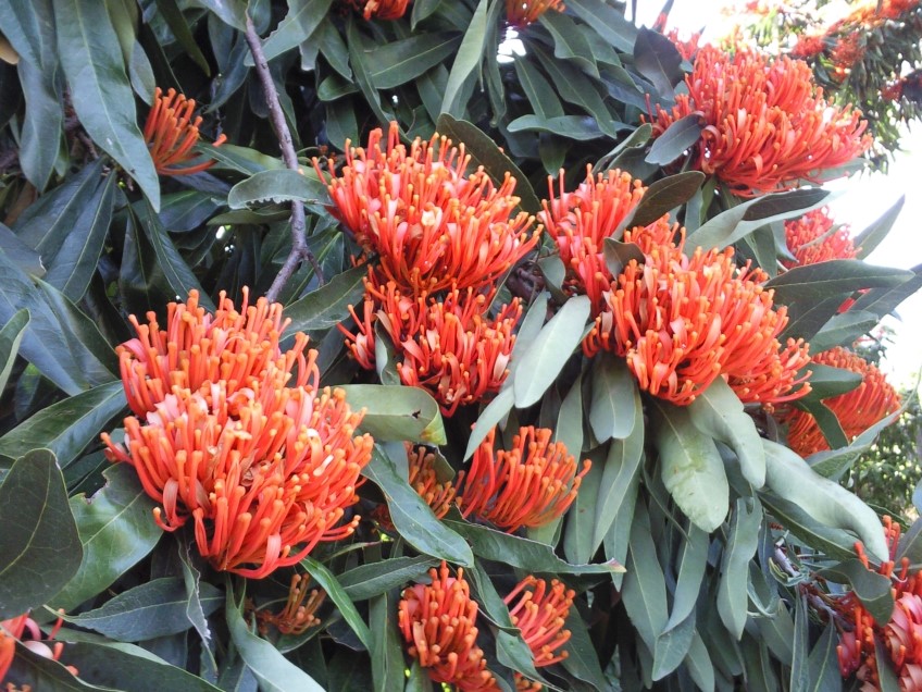 Tree Waratah, Alloxylon flammeum