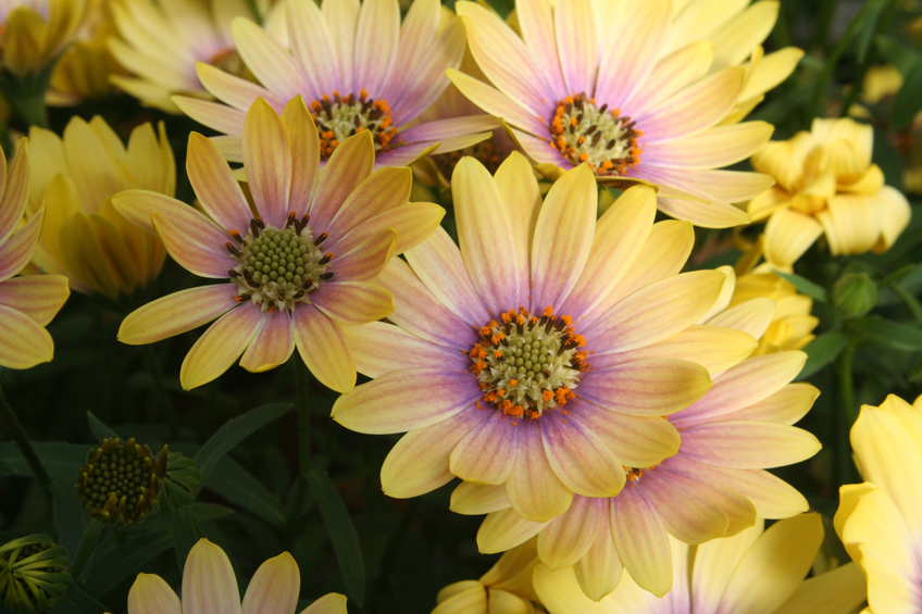 South African Daisy, Osteospermum