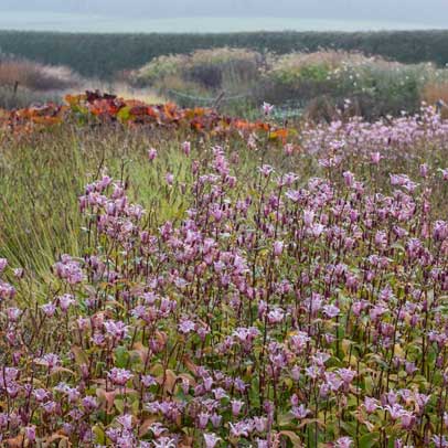 Five of the Best: Oudolf gardens