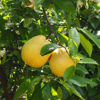 Home grown: Lemons