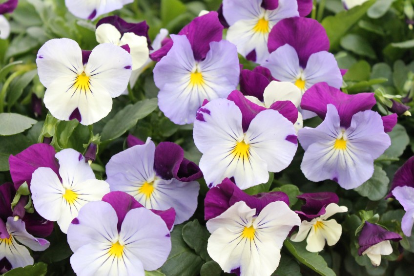 Potted: Pansy Plentifall