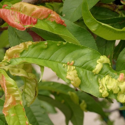 Bug watch: Peach leaf curl