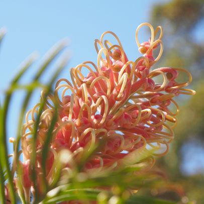 It's time to: Temperate gardens in June