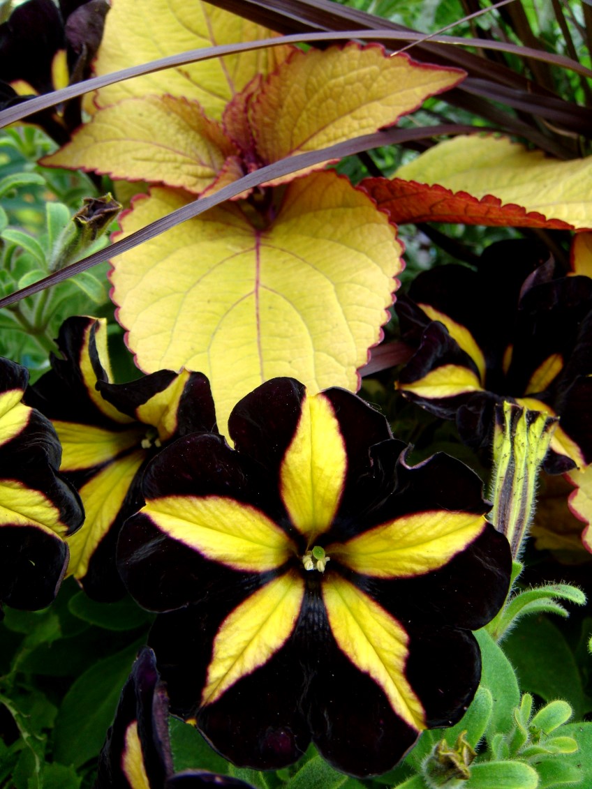 Potted: Bumble Bee Petunias