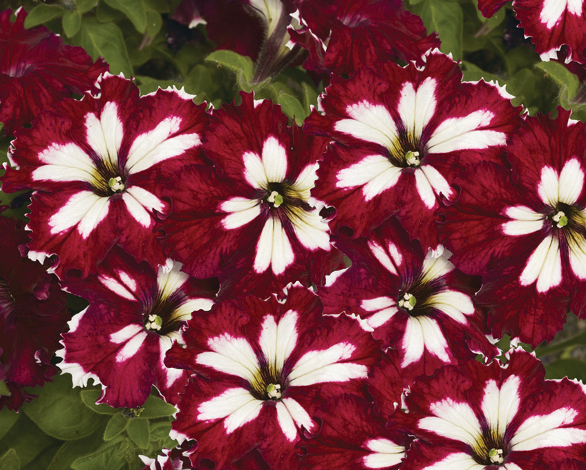 Potted: Petunia 'Harlequin'