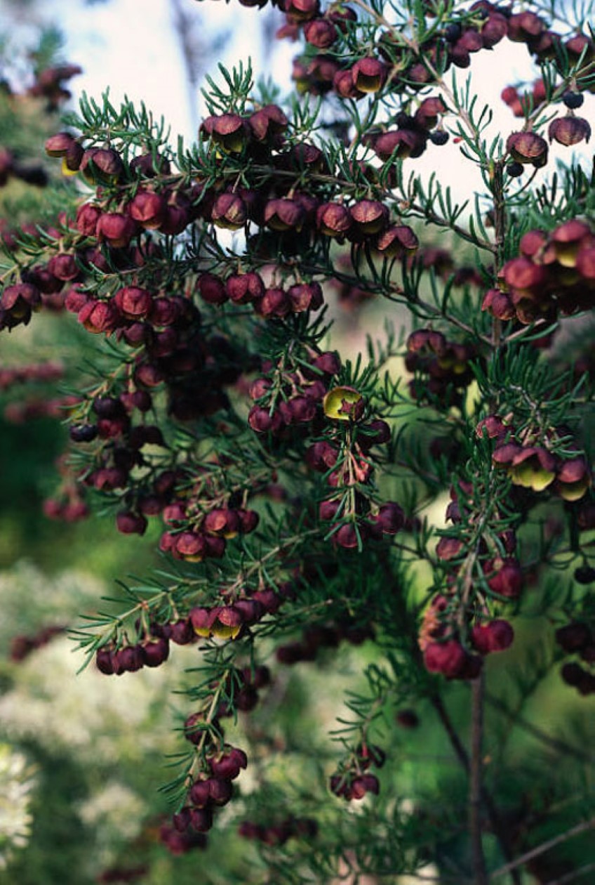 Brown Boronia