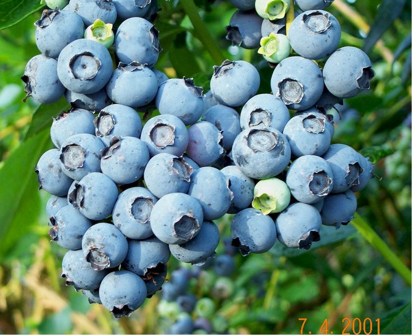 How to: grow blueberries