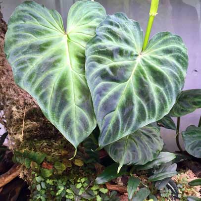 Cuttings from the Garden World